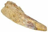 Fossil Spinosaurus Tooth - Real Dinosaur Tooth #348623-1